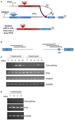 Optimization of trans-Splicing for Huntington's Disease RNA Therapy